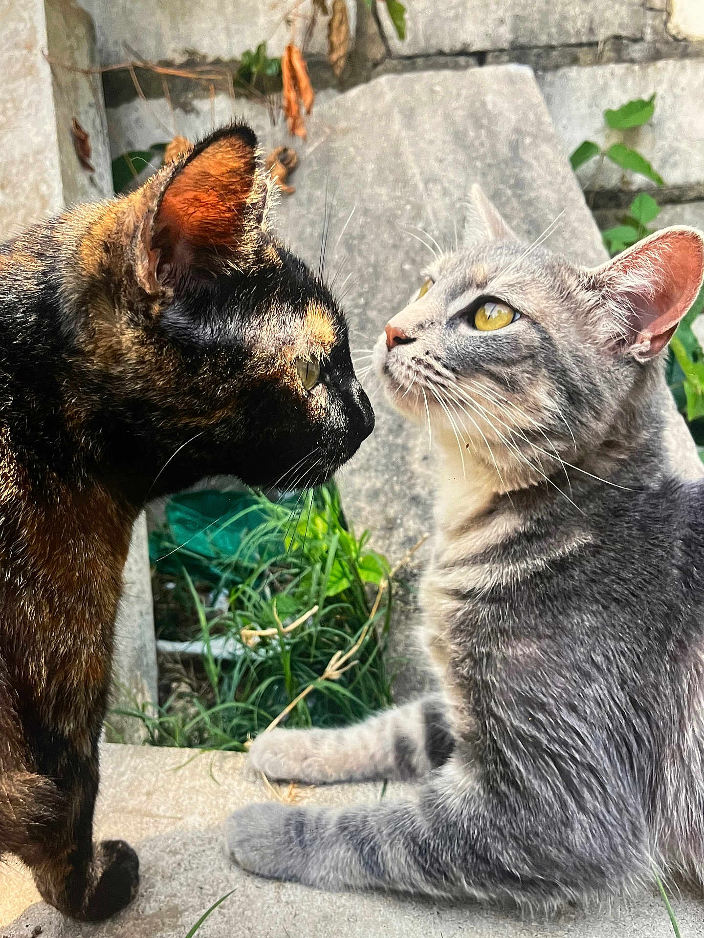 Cookie joined the competition — help win amazing prizes! cat, cats, tortoiseshell_cat, tabby_cat, close_up, face_to_face, whiskers, yellow_eyes, ears, outdoor, concrete, grass, portrait, pet, animal, stare, interaction, feline, two_cats, sunlight