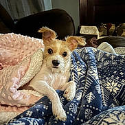 Zoey joined the competition — help win amazing prizes! dog, small_dog, blanket, blue_blanket, pink_blanket, couch, indoor, pet, fur, ears, curious, cozy, home, comfort, resting, animal, furry, snuggled, looking_at_camera, cute