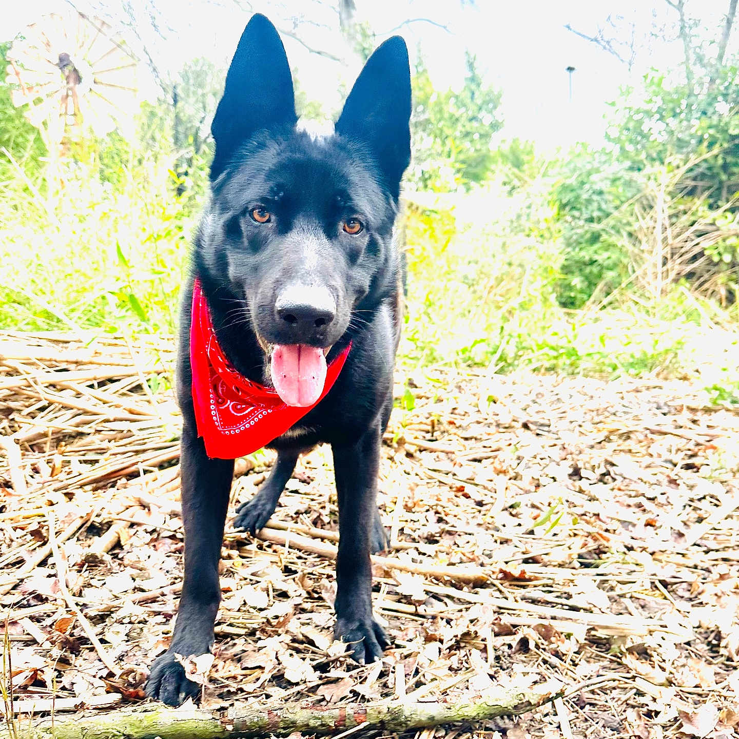 Vaïco