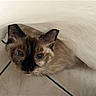 Mimi a rejoint le concours — aidez-le/la à gagner de superbes lots ! cat, siamese_cat, curious, peeking, under_curtain, blue_eyes, whiskers, indoor, tile_floor, fabric, pet, animal, cute, feline, looking_up, ears, soft_light, closeup, mischievous, domestic_cat