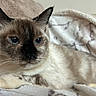 cat, siamese_cat, blue_eyes, fur, whiskers, paws, blanket, pillow, indoor, resting, pet, animal, cozy, relaxed, cute, mammal, portrait, feline, soft_texture, closeup