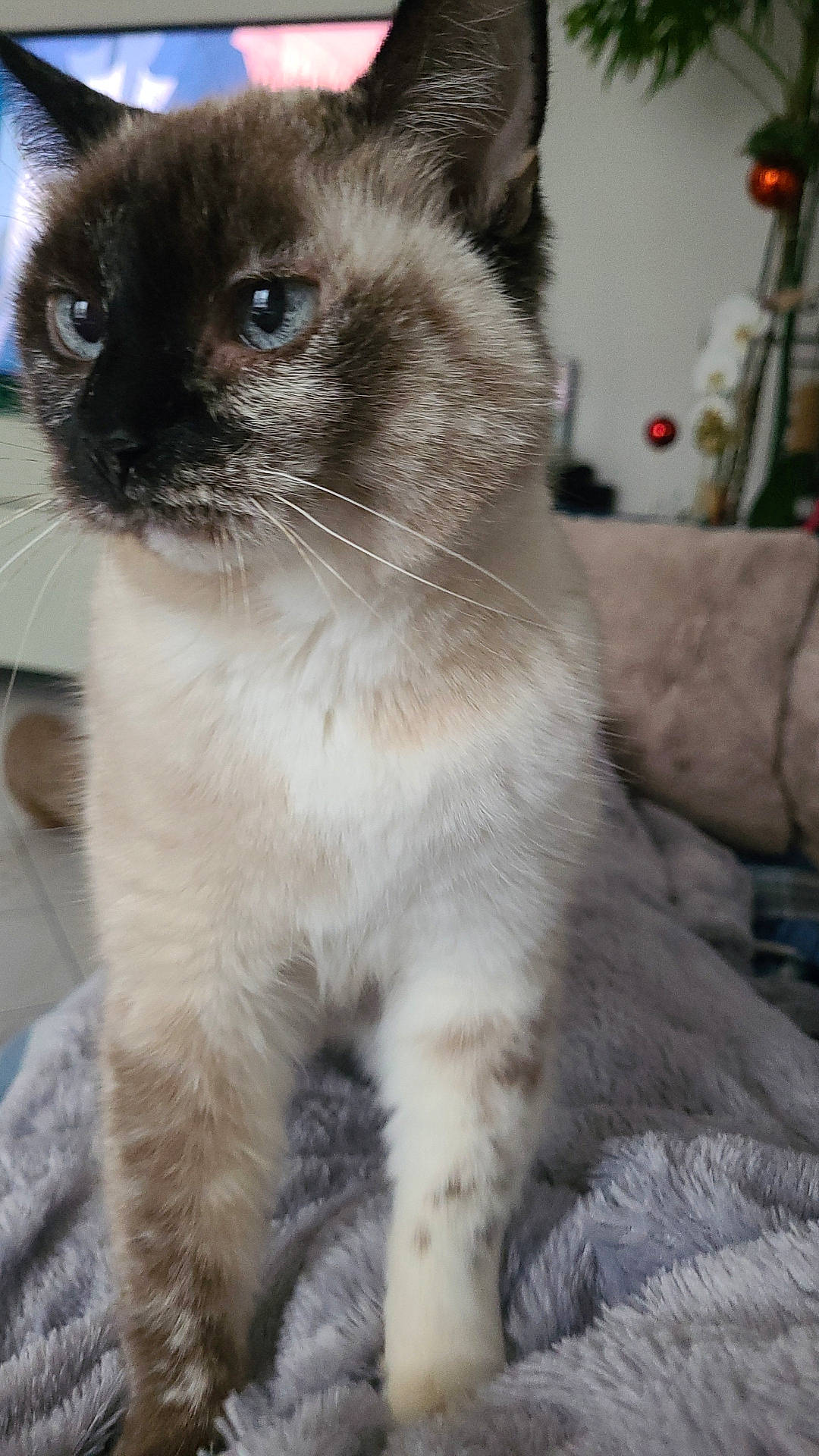 Mimi a rejoint le concours — aidez-le/la à gagner de superbes lots ! animal, blanket, blue_eyes, cat, close_up, couch, domestic_cat, ears, face, feline, fur, home, indoor, mammal, pet, plant, relaxation, siamese_cat, soft_texture, whiskers