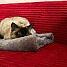 Mimi participe au concours pour gagner de l'argent avec cette photo : cat, siamese_cat, blanket, couch, red_couch, fluffy, pet, indoor, cozy, feline, resting, fur, animal, cute, relaxing, soft_texture, home, domestic, quiet, peek