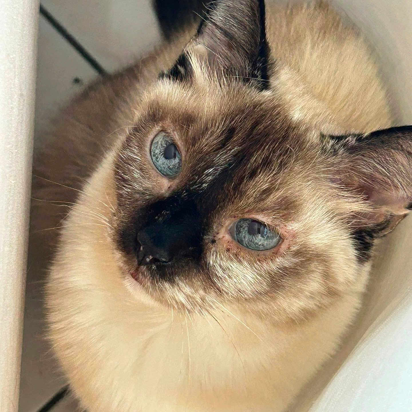 Mimi participe au concours pour gagner de l'argent avec cette photo : cat, siamese_cat, blue_eyes, fluffy, pet, animal, indoor, close_up, curious, fur, whiskers, ears, face, looking_up, floor, tile, domestic_cat, cute, feline, portrait