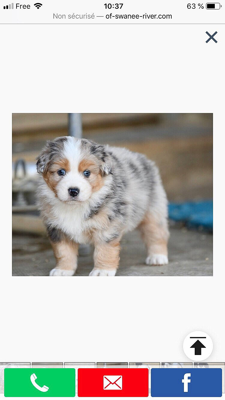 Clovis participe au concours pour gagner de l'argent avec cette photo : australian_cattle_dog, australian_shepherd, canidae, carnivore, cavachon, companion_dog, dog, dog_breed, mammal, miniature_australian_shepherd, photo_caption, puppy, rare_breed_dog, vertebrate, working_dog