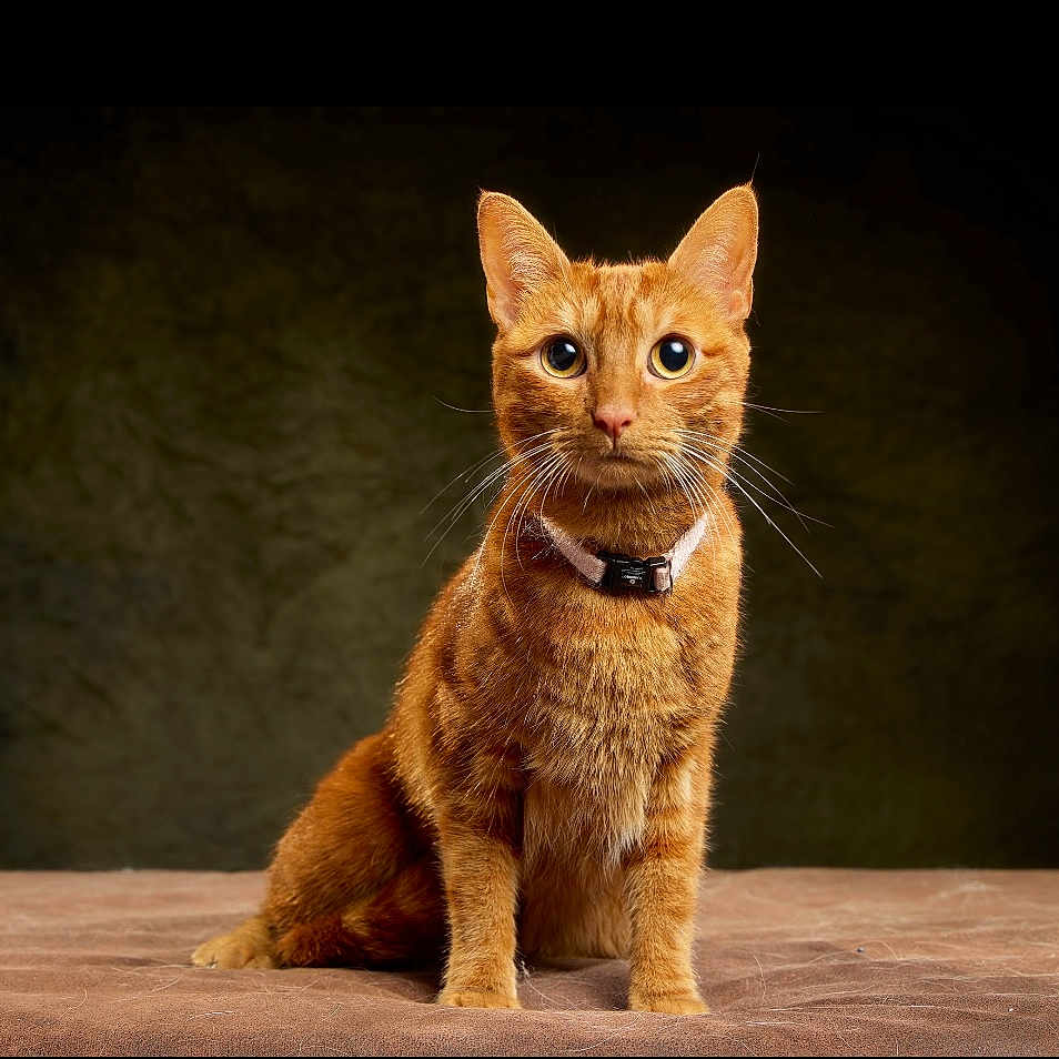 Stella participe au concours pour gagner de l'argent avec cette photo : abyssinian, angora, animal, cat, egyptiancat, hardwood, kitten, manx, pet, wood
