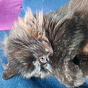 Shinobi is registered to the contest to win money with this photo: cat, sleeping, fluffy, gray_fur, whiskers, closeup, indoor, cushion, blue_fabric, purple_cushion, pet, relaxing, feline, soft_light, cute, fur_texture, cozy, resting, animal, nap