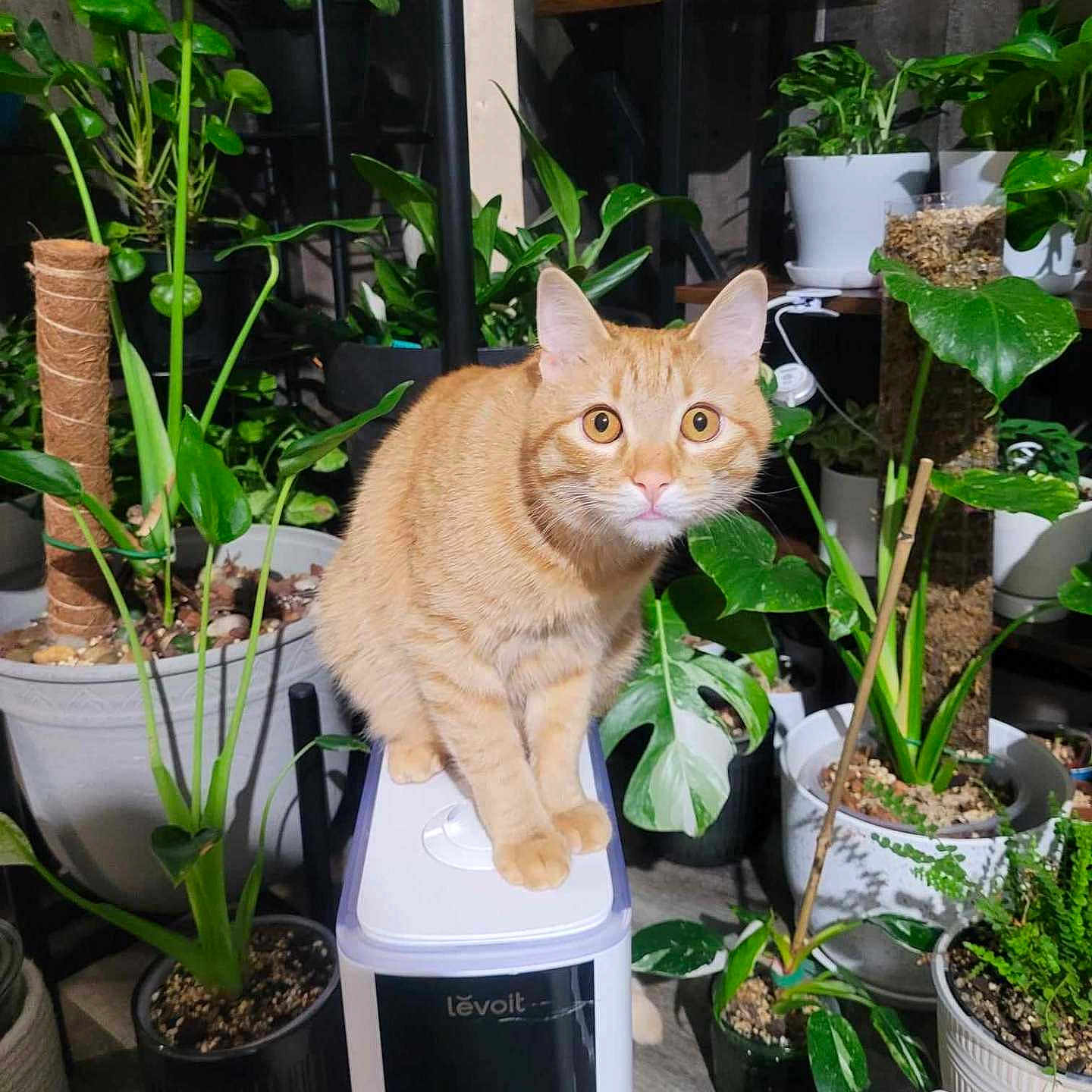 Morty is registered to the contest to win money with this photo: animal, cat, cookware, green, herbal, herbs, jar, kitten, leaf, nature, outdoors, pet, plant, planter, pot, pottedplant, pottery, soil, tree, vase