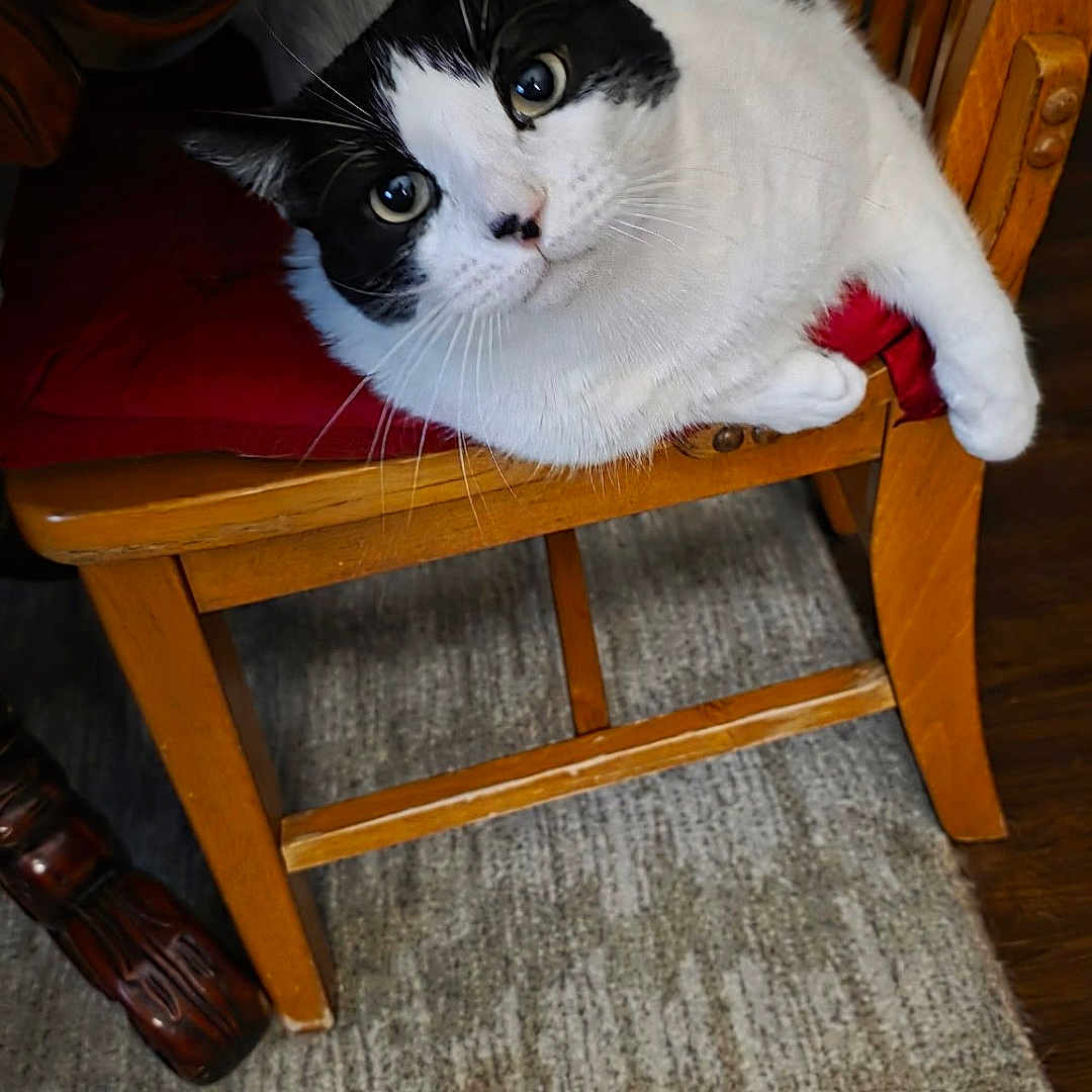 Mickey joined the competition — help win amazing prizes! cat, black_and_white, pet, animal, feline, face, eyes, whiskers, ears, sitting, lounging, wooden_chair, furniture, red_cushion, indoor, home, carpet, rug, portrait, cute