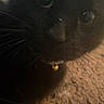 black_cat, cat, close_up, pet, animal, whiskers, collar, bell, curious, indoor, carpet, feline, cute, domestic_animal, eyes, fur, portrait, close_range, texture, shadow