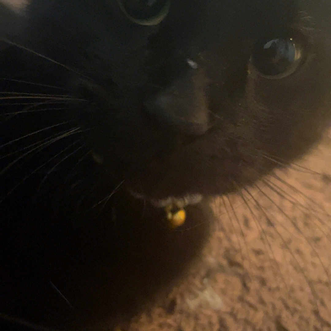 Kitty Cat is registered to the contest to win money with this photo: black_cat, cat, close_up, pet, animal, whiskers, collar, bell, curious, indoor, carpet, feline, cute, domestic_animal, eyes, fur, portrait, close_range, texture, shadow