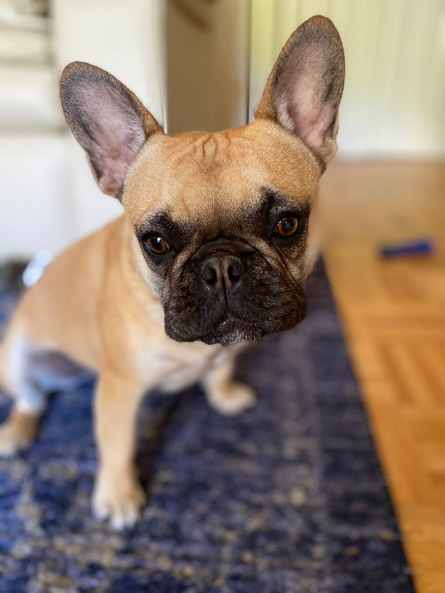 Frankie is registered to the contest to win money with this photo: bulldog, canidae, carnivore, companion_dog, dog, dog_breed, eye, fawn, french_bulldog, mammal, non_sporting_group, nose, pug, puppy, skin, snout, sporting_group, toy_bulldog, vertebrate, whiskers