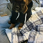 Dream is registered to the contest to win money with this photo: puppy, dog, hoodie, bed, blanket, plaid, cozy, indoor, cute, pet, animal, furniture, fabric, soft, small, brown, black, comfort, resting, domestic