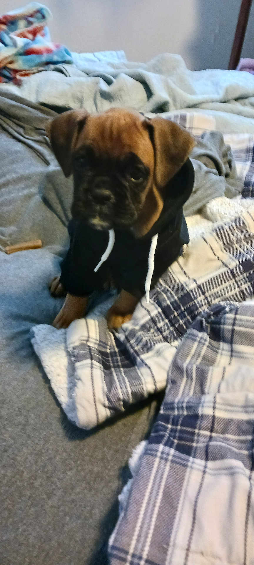 Dream is registered to the contest to win money with this photo: puppy, dog, hoodie, bed, blanket, plaid, cozy, indoor, cute, pet, animal, furniture, fabric, soft, small, brown, black, comfort, resting, domestic