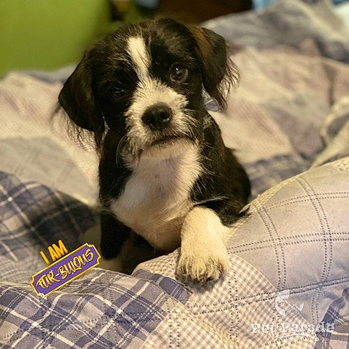 Buddy is registered to the contest to win money with this photo: bed, bed_sheet, canidae, carnivore, comfort, companion_dog, dog, dog_breed, fur, linens, pattern, plaid, puppy, snout, sporting_group, tartan, textile, toy_dog, working_animal, working_dog