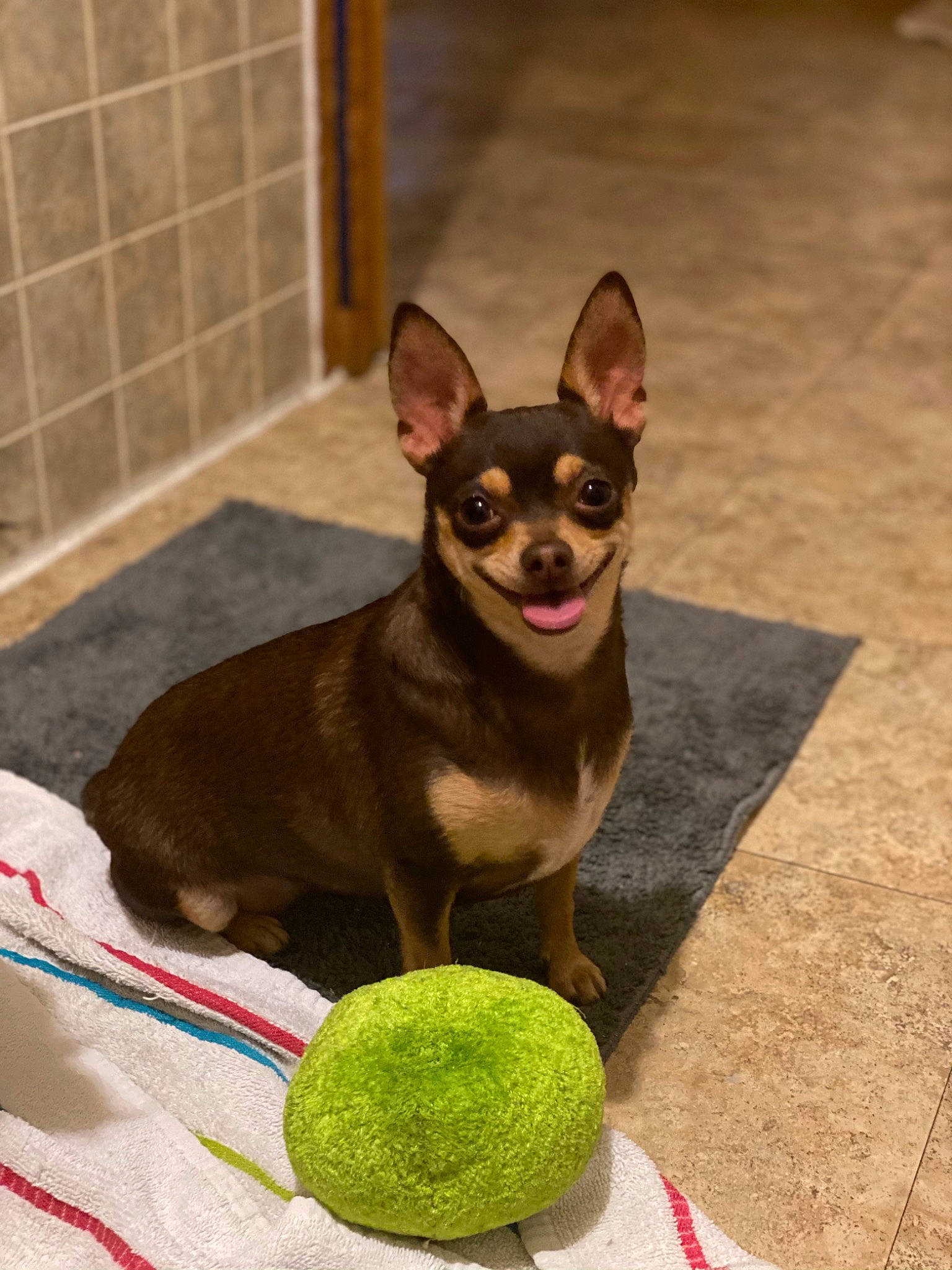 Macie is registered to the contest to win money with this photo: canidae, carnivore, chihuahua, dog, dog_breed, dog_supply, dog_toy, fawn, liver, non_sporting_group, pet_supply, russkiy_toy, snout, sporting_group, tennis_ball, tennis_equipment, tile, toy_dog, vertebrate, working_animal