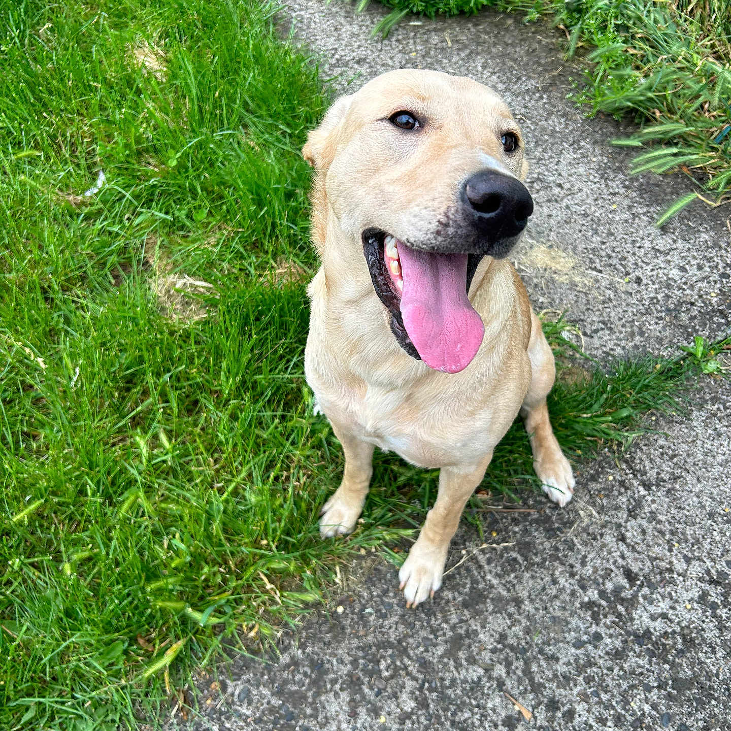 Daisy Duke is registered to the contest to win money with this photo: accessories, animal, bodypart, canine, dog, goldenretriever, grass, green, herbal, herbs, hound, labradorretriever, lawn, mouth, path, person, pet, plant, puppy, vegetation