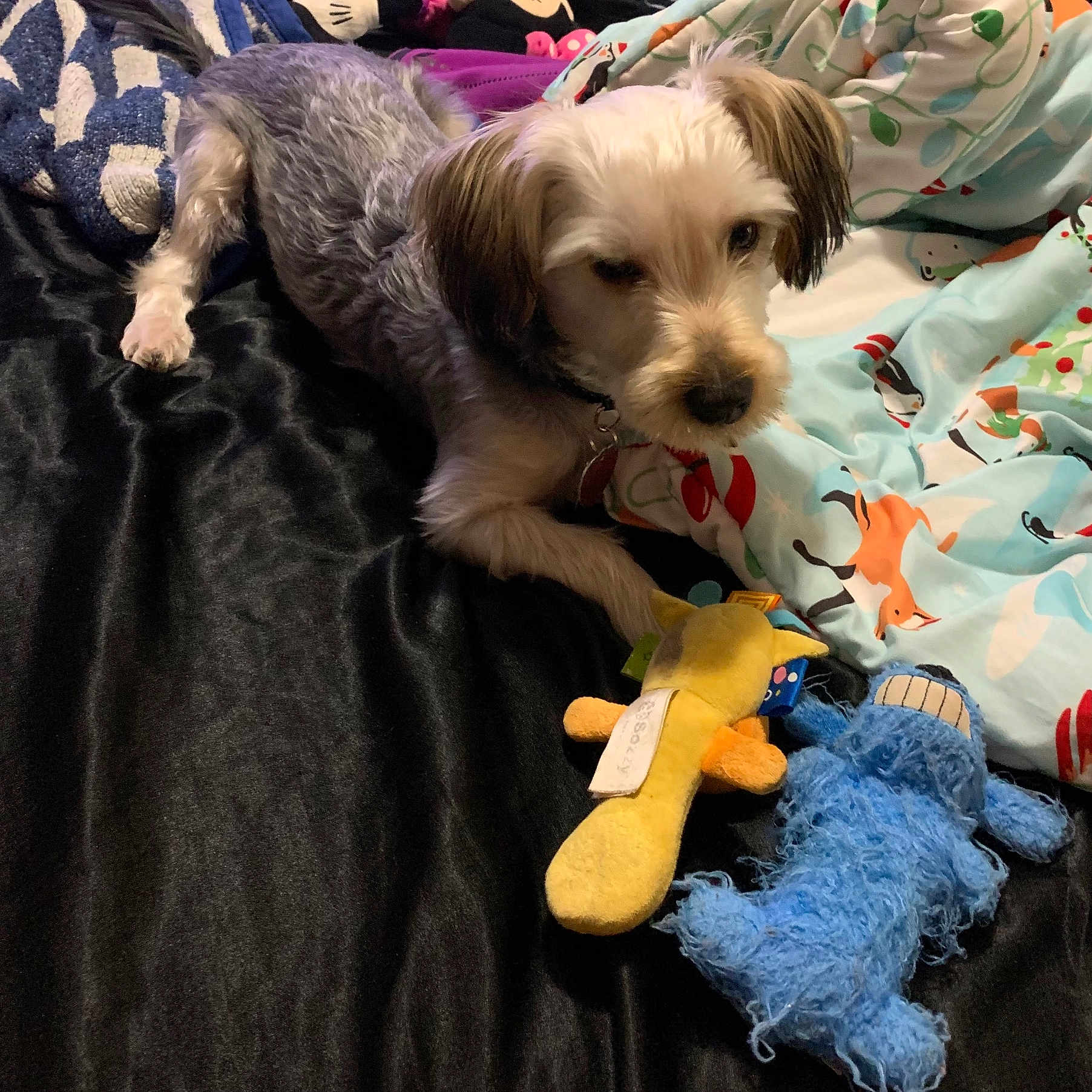 Rocky is registered to the contest to win money with this photo: animal, bed, bedroom, blanket, canine, couch, dog, face, furniture, head, indoors, person, pet, photography, plush, portrait, puppy, room, terrier, toy