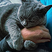 Shane participe au concours pour gagner de l'argent avec cette photo : animal, cat, close_up, comfort, cozy, cuddle, fur, furry, gray_cat, hand, hugging, indoor, napping, paw, person, pet, resting, sleeping, warm, watch