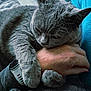 animal, cat, close_up, comfort, cozy, cuddle, fur, furry, gray_cat, hand, hugging, indoor, napping, paw, person, pet, resting, sleeping, warm, watch
