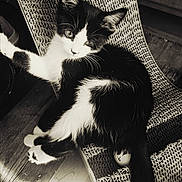 Blacktop joined the competition — help win amazing prizes! animal, black_and_white, cardboard_scratch_pad, cat, closeup, curious, cute, feline, floor, fur, indoor, kitten, paw, pet, playful, relaxed, texture, whiskers, wooden_floor, young_cat