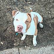 Vegas is registered to the contest to win money with this photo: animal, canine, close_up, concrete, cute, daylight, dirt, dog, ears, grass, ground, looking_up, nose, outdoor, paws, pet, pit_bull, sitting, tail, white_and_brown