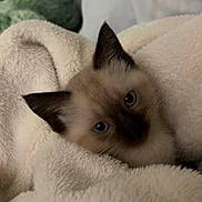 Mochi is registered to the contest to win money with this photo: animal, blanket, blue_eyes, cat, comfort, cozy, cute, domestic, face, fluffy, fur, indoor, kitten, mammal, pet, resting, sleepy, soft, warm, young