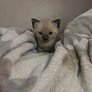 Mochi joined the competition — help win amazing prizes! kitten, cat, animal, pet, furry, small, cute, blanket, soft, cozy, indoor, young, fur, whiskers, face, ears, comfort, resting, curious, nest