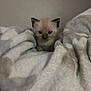 kitten, cat, animal, pet, furry, small, cute, blanket, soft, cozy, indoor, young, fur, whiskers, face, ears, comfort, resting, curious, nest