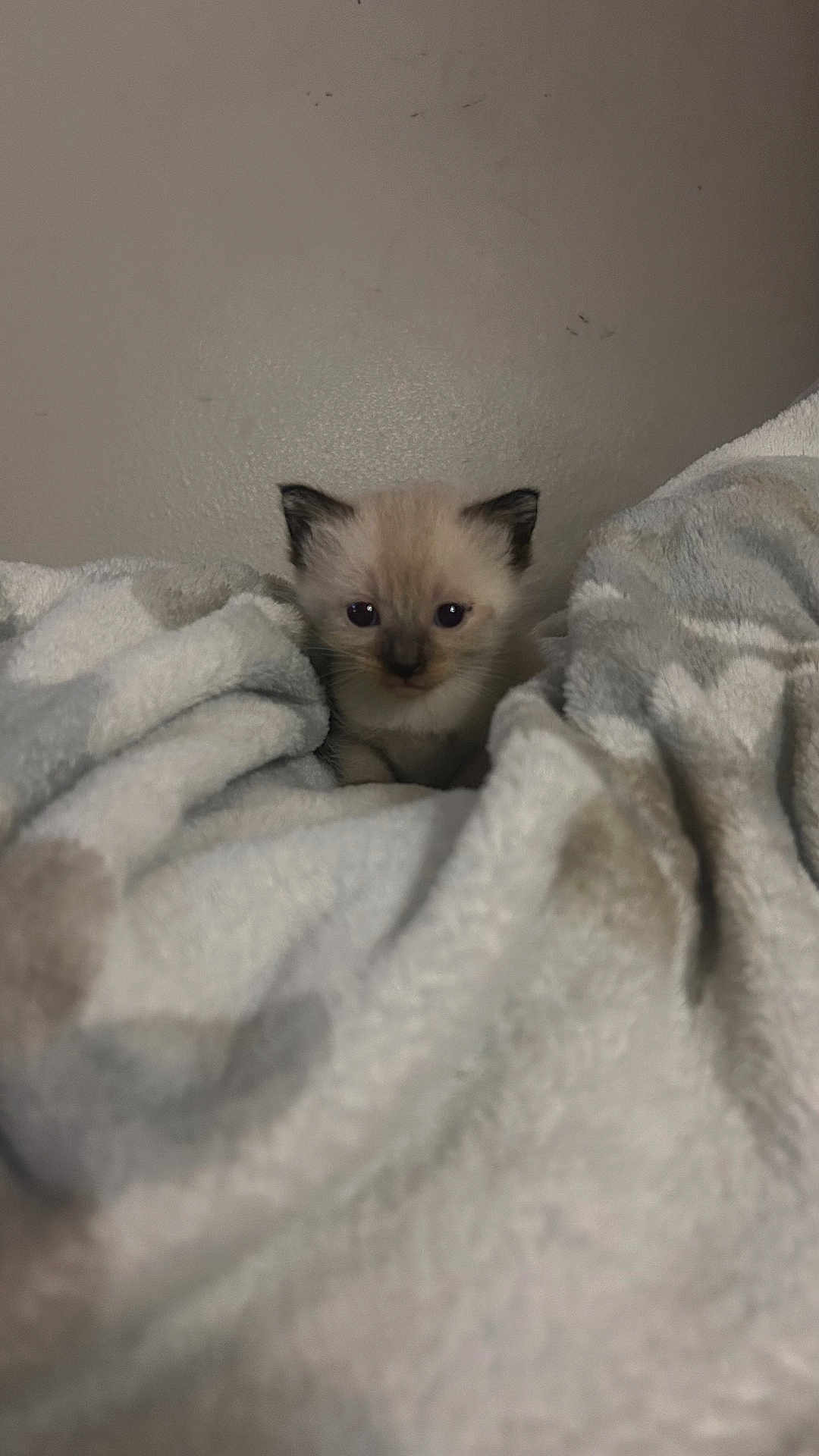 Mochi