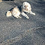 Teeny Lanham is registered to the contest to win money with this photo: dog, white_dog, leash, asphalt, outdoor, sunlight, vehicle, pavement, pet, canine, fur, resting, shadow, road, sidewalk, collar, small_dog, daylight, animal, cute