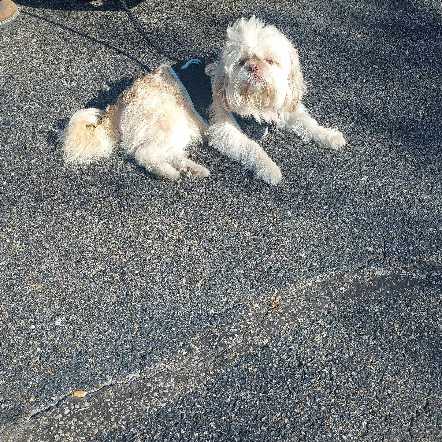 Teeny Lanham is registered to the contest to win money with this photo: animal, asphalt, canine, collar, cute, daylight, dog, fur, leash, outdoor, pavement, pet, resting, road, shadow, sidewalk, small_dog, sunlight, vehicle, white_dog