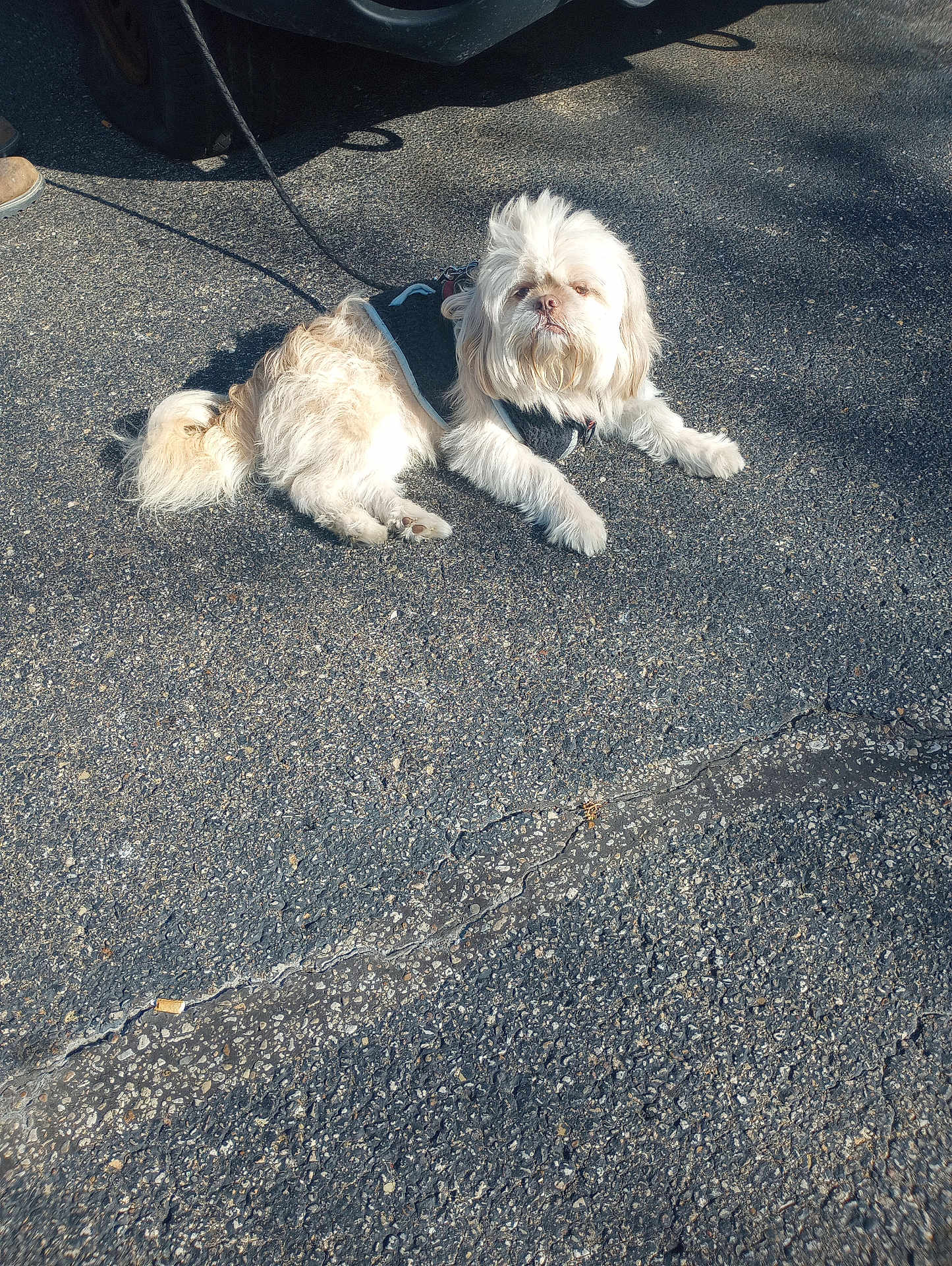 Teeny Lanham is registered to the contest to win money with this photo: dog, white_dog, leash, asphalt, outdoor, sunlight, vehicle, pavement, pet, canine, fur, resting, shadow, road, sidewalk, collar, small_dog, daylight, animal, cute