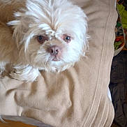 Teeny Lanham is registered to the contest to win money with this photo: dog, white_dog, fluffy, pet, indoor, blanket, beige, resting, close_up, fur, canine, animal, cute, small_dog, looking, face, bed, cozy, domestic_animal, companion