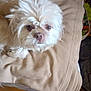 dog, white_dog, fluffy, pet, indoor, blanket, beige, resting, close_up, fur, canine, animal, cute, small_dog, looking, face, bed, cozy, domestic_animal, companion