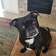 Boopi joined the competition — help win amazing prizes! animal, black_dog, carpet, companion, curious, cute, dog, ears, eyes, fireplace, floor, fur, home, indoor, living_room, pet, sitting, stone_wall, tail, white_patch