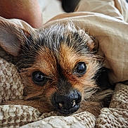 Binki is registered to the contest to win money with this photo: adorable, animal, blanket, close_up, cozy, cute, dog, eyes, face, fur, indoor, nose, pet, portrait, resting, sleepy, small_dog, snuggling, texture, warm