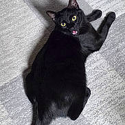 Catman joined the competition — help win amazing prizes! black_cat, cat, pet, animal, indoor, carpet, yellow_eyes, looking_up, fur, tail, whiskers, cute, domestic_cat, feline, playful, resting, expression, texture, floor, mammal