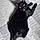 Catman