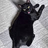 black_cat, cat, pet, animal, indoor, carpet, yellow_eyes, looking_up, fur, tail, whiskers, cute, domestic_cat, feline, playful, resting, expression, texture, floor, mammal