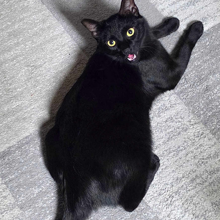 Catman