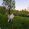 Lisette participe au concours pour gagner de l'argent avec cette photo : dog, white_dog, grass, tree, bushes, outdoor, nature, pet, canine, greenery, sky, sunset, walking, animal, fur, daylight, landscape, garden, small_dog, playful