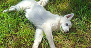 Lisette participe au concours pour gagner de l'argent avec cette photo : puppy, dog, white_dog, grass, outdoor, sunlight, animal, pet, lying_down, blue_eyes, nature, greenery, cute, fur, relaxing, canine, young_dog, daylight, blanket, colorful