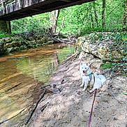 Lisette participe au concours pour gagner de l'argent avec cette photo : animal, bridge, calm, dog, forest, greenery, harness, leash, nature, outdoor, pet, reflection, river, rocks, sand, sunlight, trees, water, white_dog, wooden_bridge