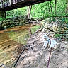 animal, bridge, calm, dog, forest, greenery, harness, leash, nature, outdoor, pet, reflection, river, rocks, sand, sunlight, trees, water, white_dog, wooden_bridge