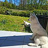 dog, cat, grass, trees, sky, outdoor, nature, sunlight, pet, white_dog, white_cat, patio, tile_floor, greenery, relaxing, animal, summer, shadow, garden, peaceful