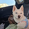dog, white_dog, blue_eyes, harness, car_interior, backseat, blanket, bag, pet, animal, cute, furry, sitting, indoors, window, daylight, travel, companion, alert, young_dog