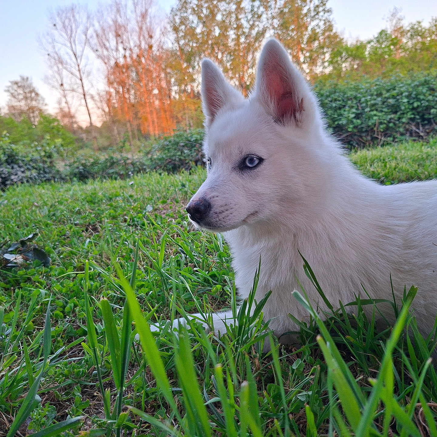 Lisette participe au concours pour gagner de l'argent avec cette photo : dog, white_dog, blue_eyes, grass, outdoor, nature, sunset, trees, greenery, animal, canine, pet, fur, profile, quiet, peaceful, landscape, field, young_dog, serene