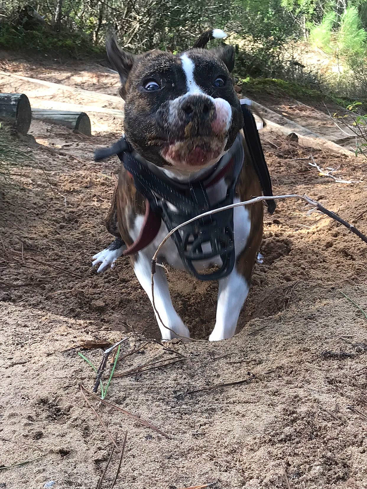 Tayka a rejoint le concours — aidez-le/la à gagner de superbes lots ! adventure, boston_terrier, carnivore, collar, companion_dog, dog, dog_breed, dog_collar, dog_supply, grass, leash, molosser, pet_supply, plant, soil, sporting_group, tail, whiskers, working_animal, working_dog