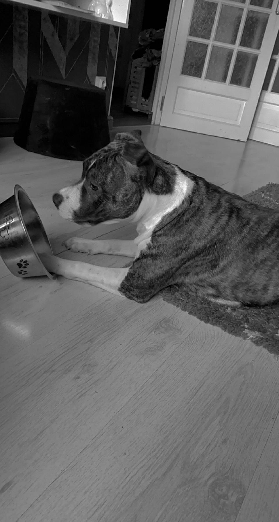 Tayka participe au concours pour gagner de l'argent avec cette photo : canidae, carnivore, comfort, companion_dog, dog, dog_breed, door, fawn, floor, flooring, fur, hardwood, monochrome, monochrome_photography, room, snout, tints_and_shades, window, wood, working_animal